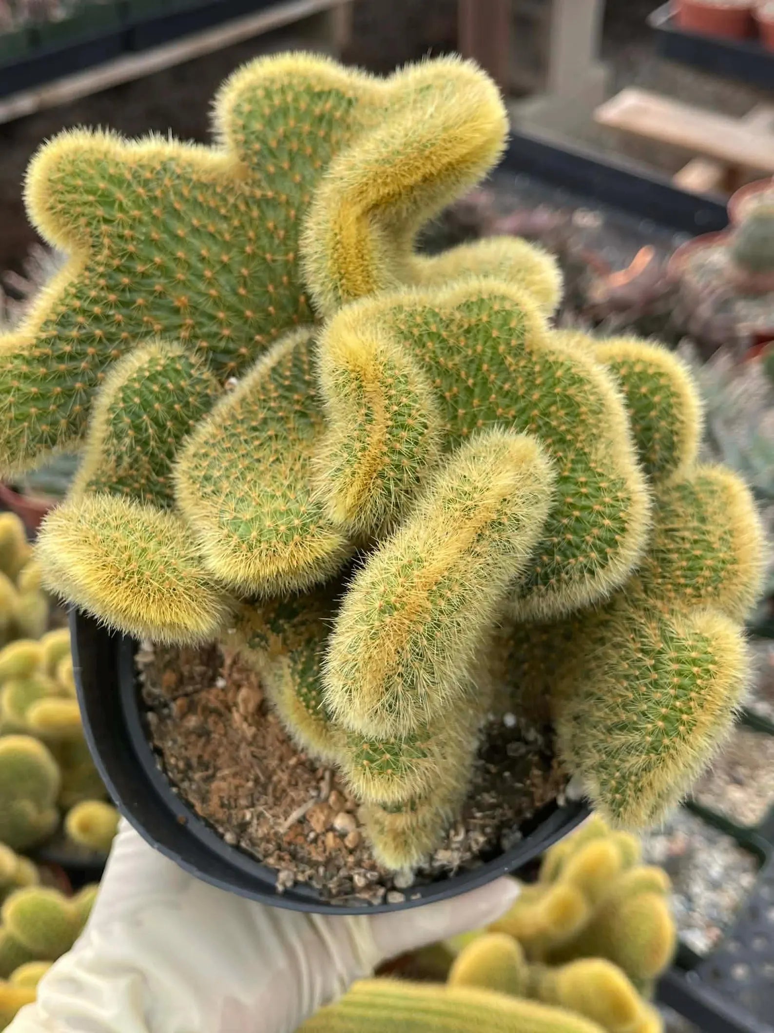 Crested Rat Tail Cactus | Rare Plant | Live Cactus