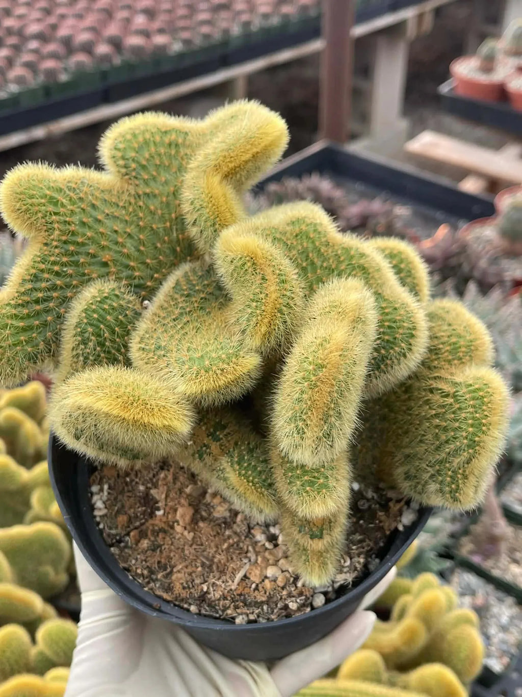 Crested Rat Tail Cactus | Rare Plant | Live Cactus