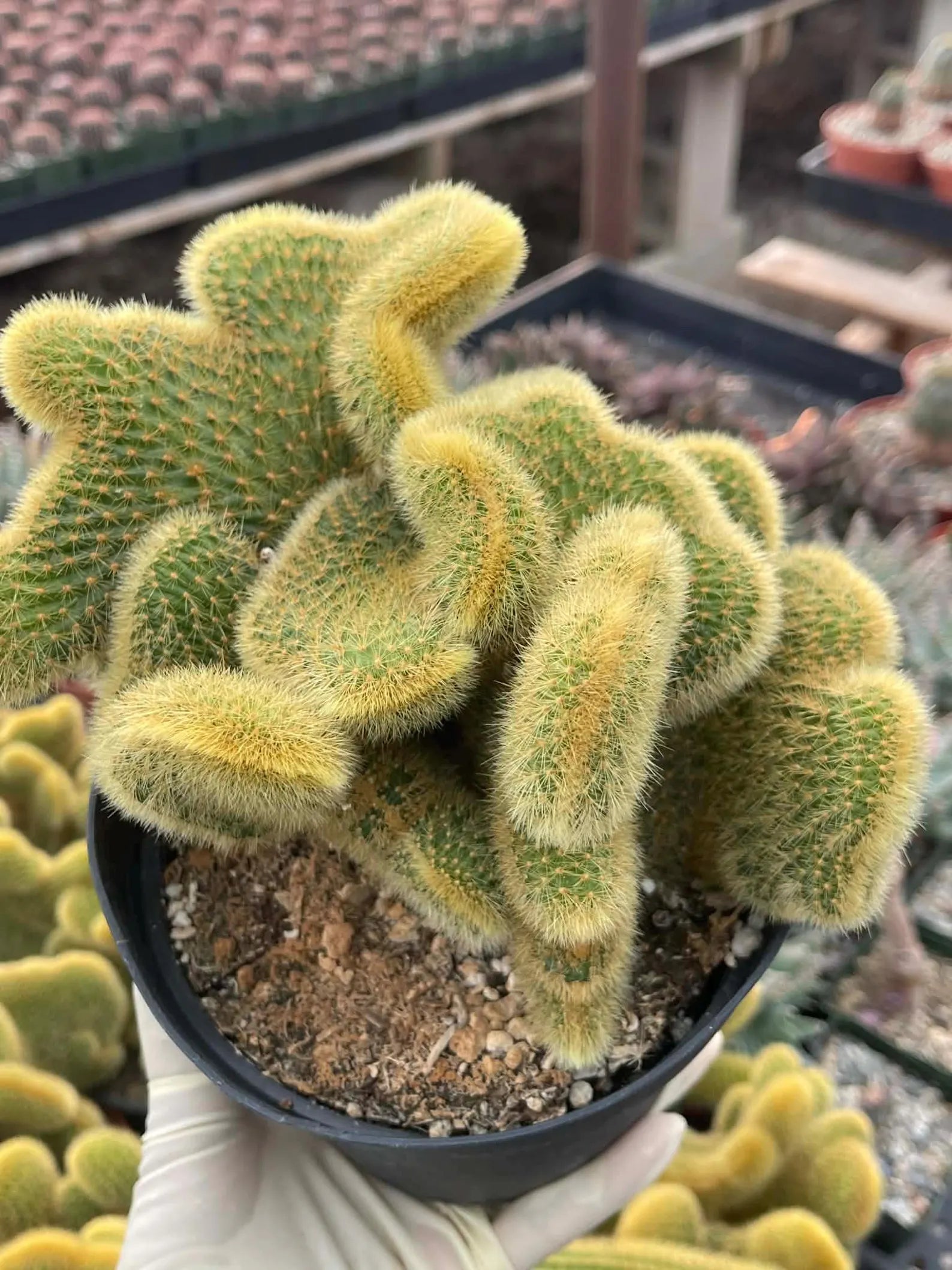 Crested Rat Tail Cactus | Rare Plant | Live Cactus