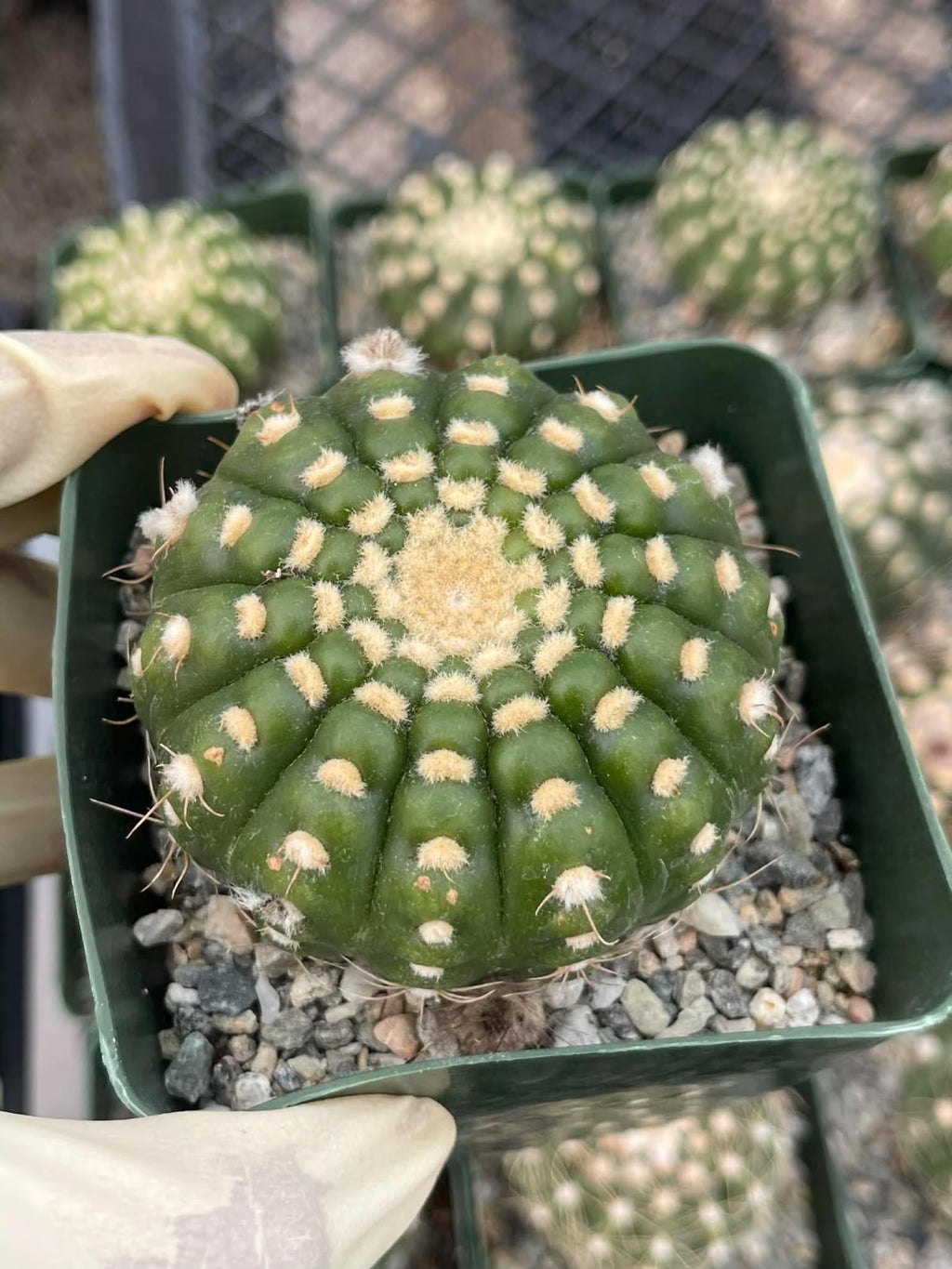 Notocactus Inermis Rare Ball Cactus Live Plant Exotic Succulent Collection