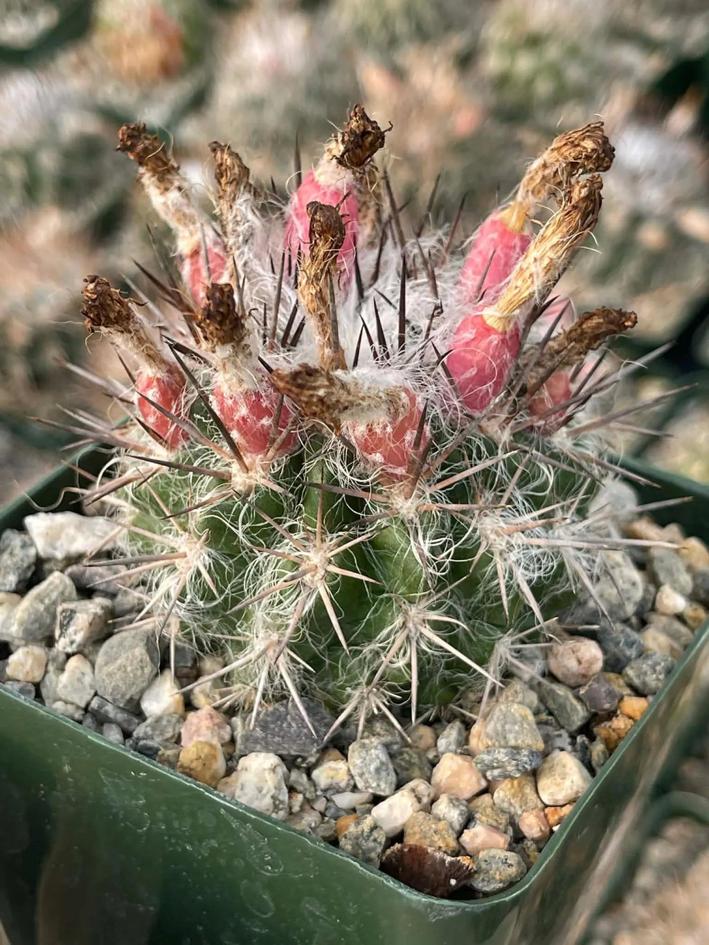 Neoporteria floccosa Rare Spiky Cactus | Live Cactus Plant