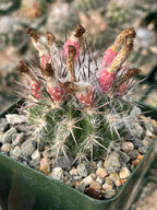 Neoporteria floccosa Rare Spiky Cactus | Live Cactus Plant