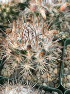 Neoporteria floccosa Rare Spiky Cactus | Live Cactus Plant