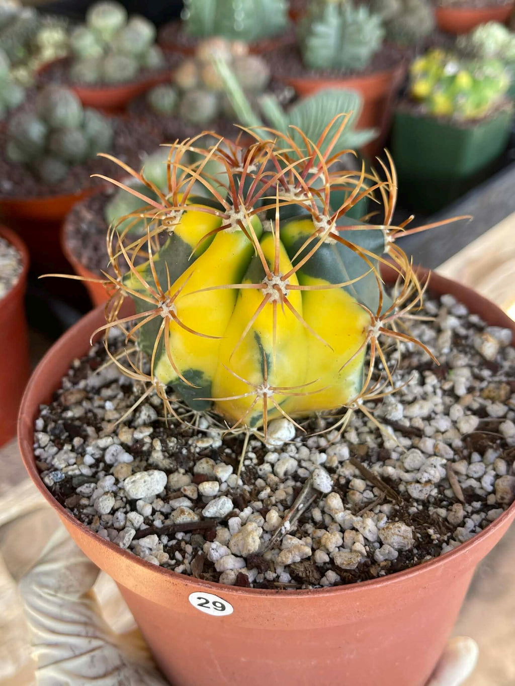 Variegated Ferocactus Rare Seed Grown Live Cactus – Exact Collector Plant #29