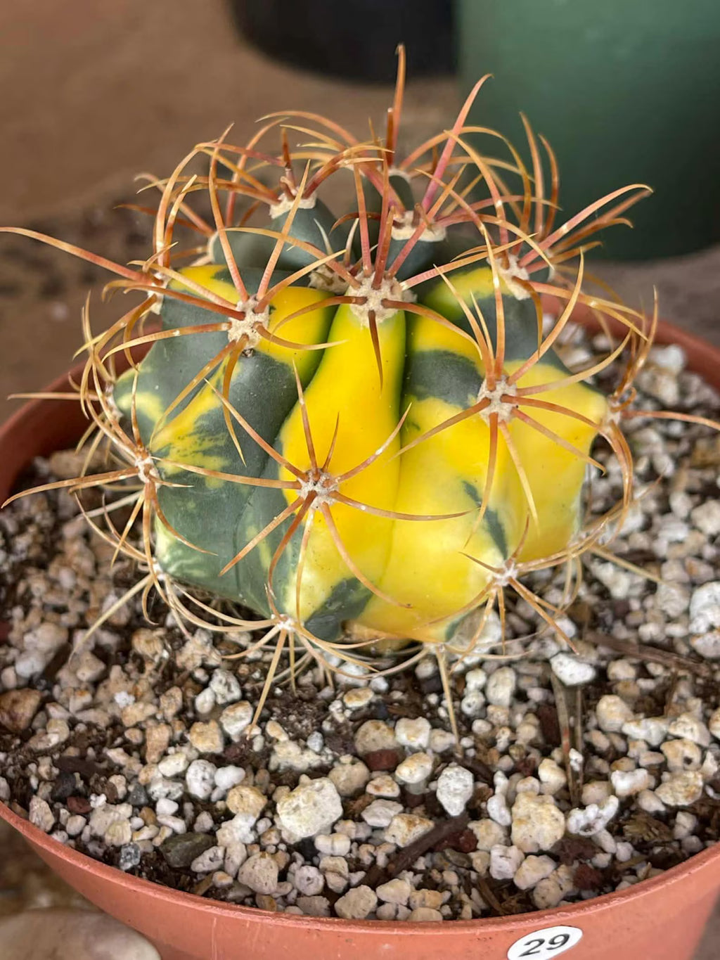 Variegated Ferocactus Rare Seed Grown Live Cactus – Exact Collector Plant #29