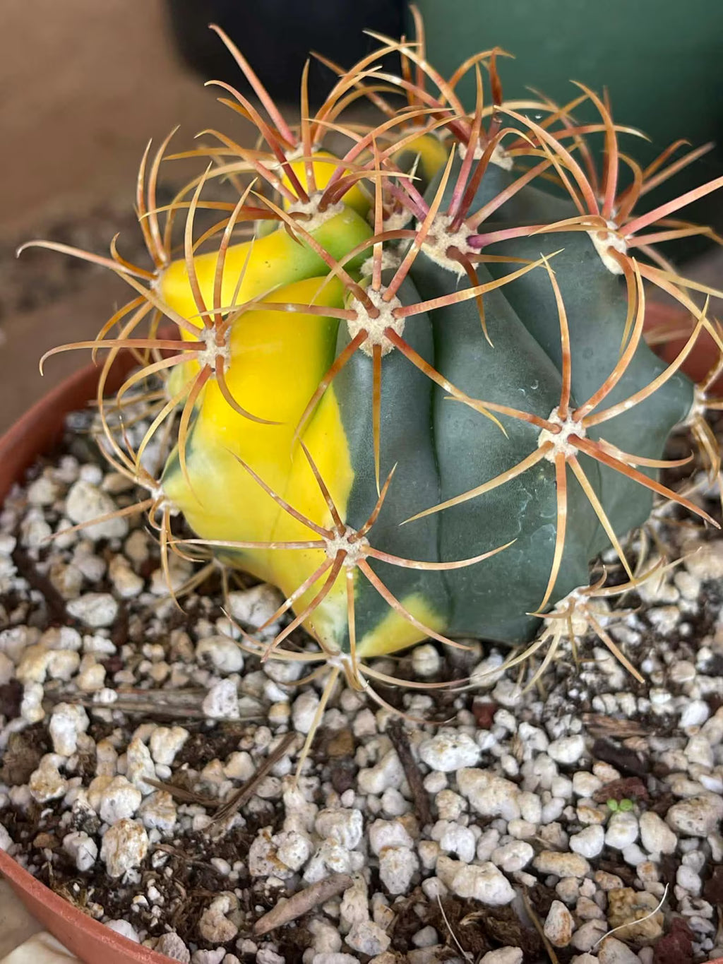 Variegated Ferocactus Rare Seed Grown Live Cactus – Exact Collector Plant #29