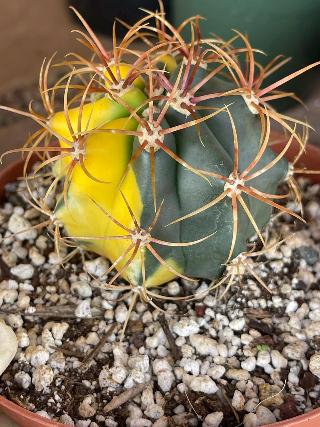 Variegated Ferocactus Rare Seed Grown Live Cactus – Exact Collector Plant #29