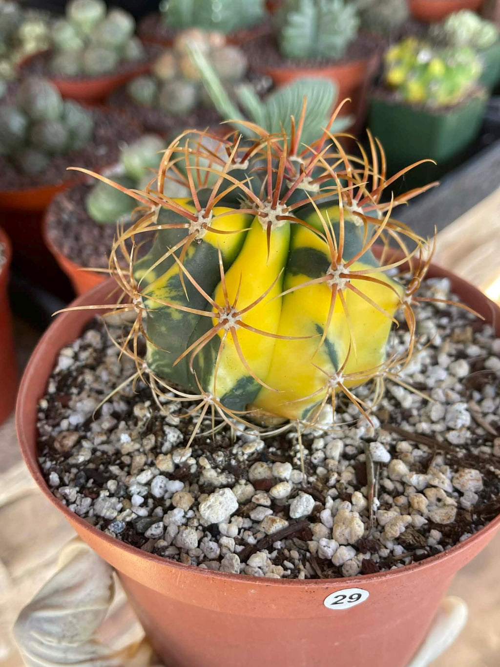 Variegated Ferocactus Rare Seed Grown Live Cactus – Exact Collector Plant #29