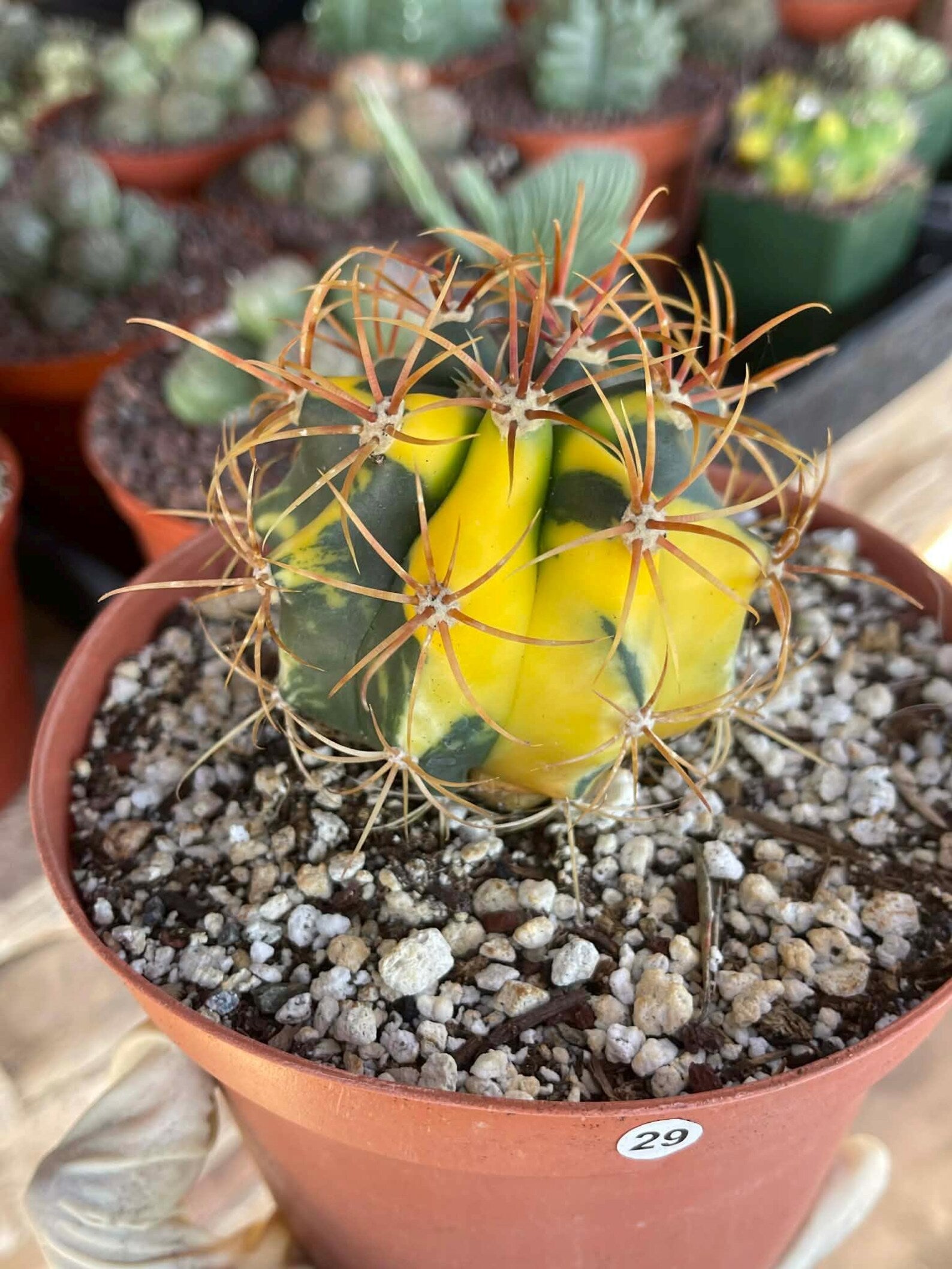 Variegated Ferocactus Rare Seed Grown Live Cactus – Exact Collector Plant #29