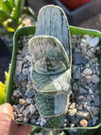 Gasteria Sakura Fuji Variegated Live Succulent | Rare Collector Plant | 3.5"