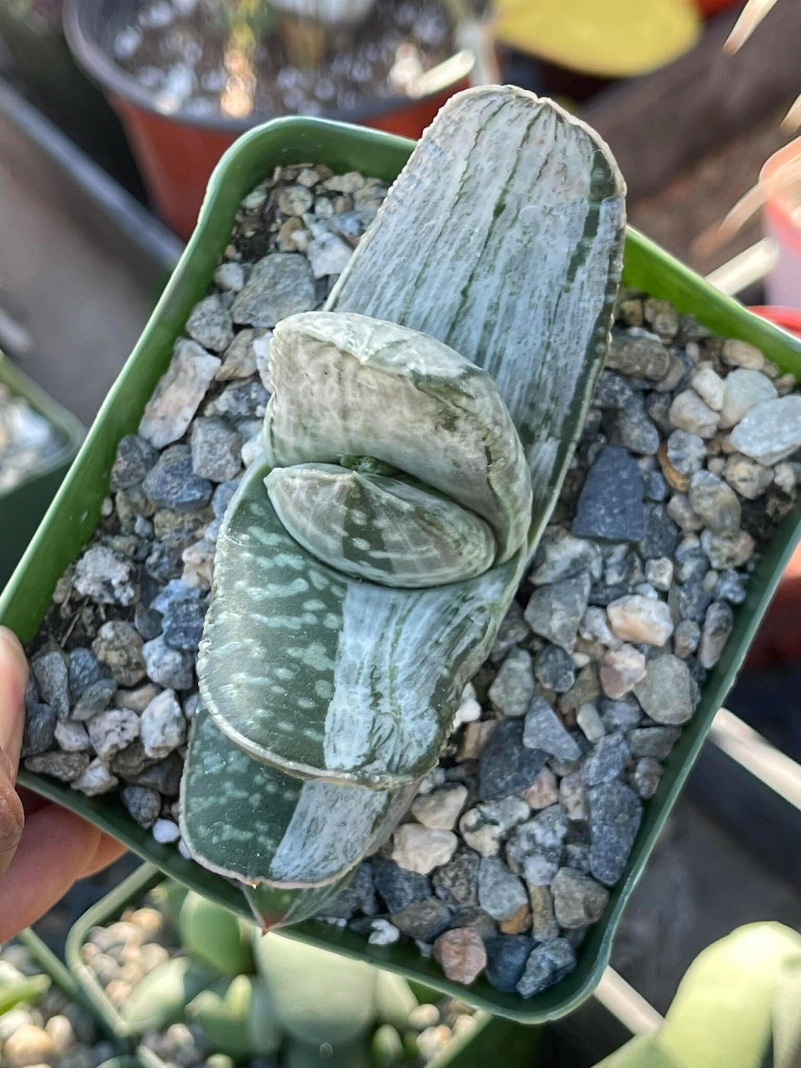 Gasteria Sakura Fuji Variegated Live Succulent | Rare Collector Plant | 3.5"