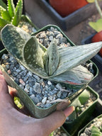 Gasteria Sakura Fuji Variegated Live Succulent | Rare Collector Plant | 3.5"