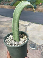 Crested Slipper Plant | Rare Crested Euphorbia | Live Succulent | 4" Plant