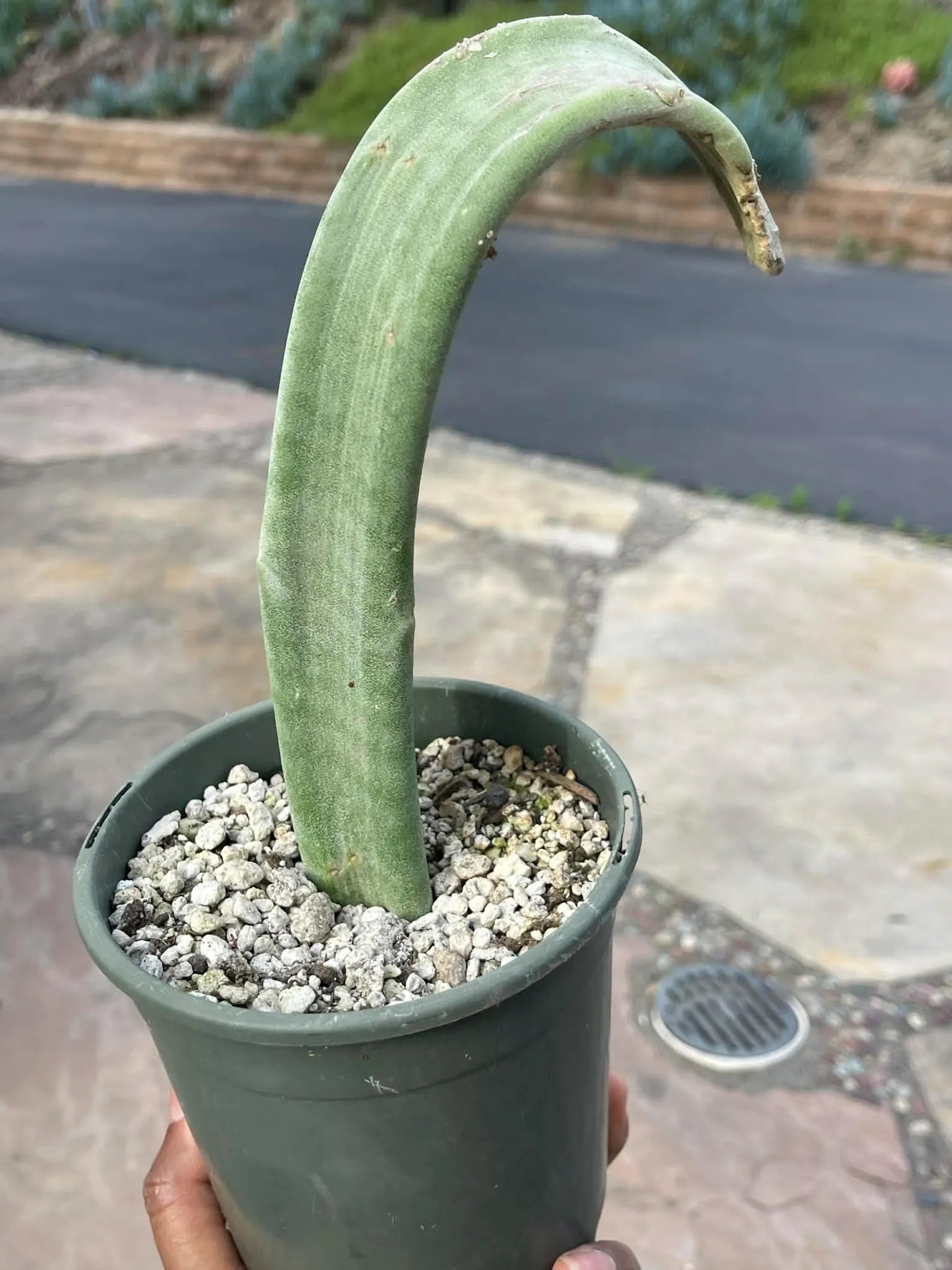 Crested Slipper Plant | Rare Crested Euphorbia | Live Succulent | 4" Plant