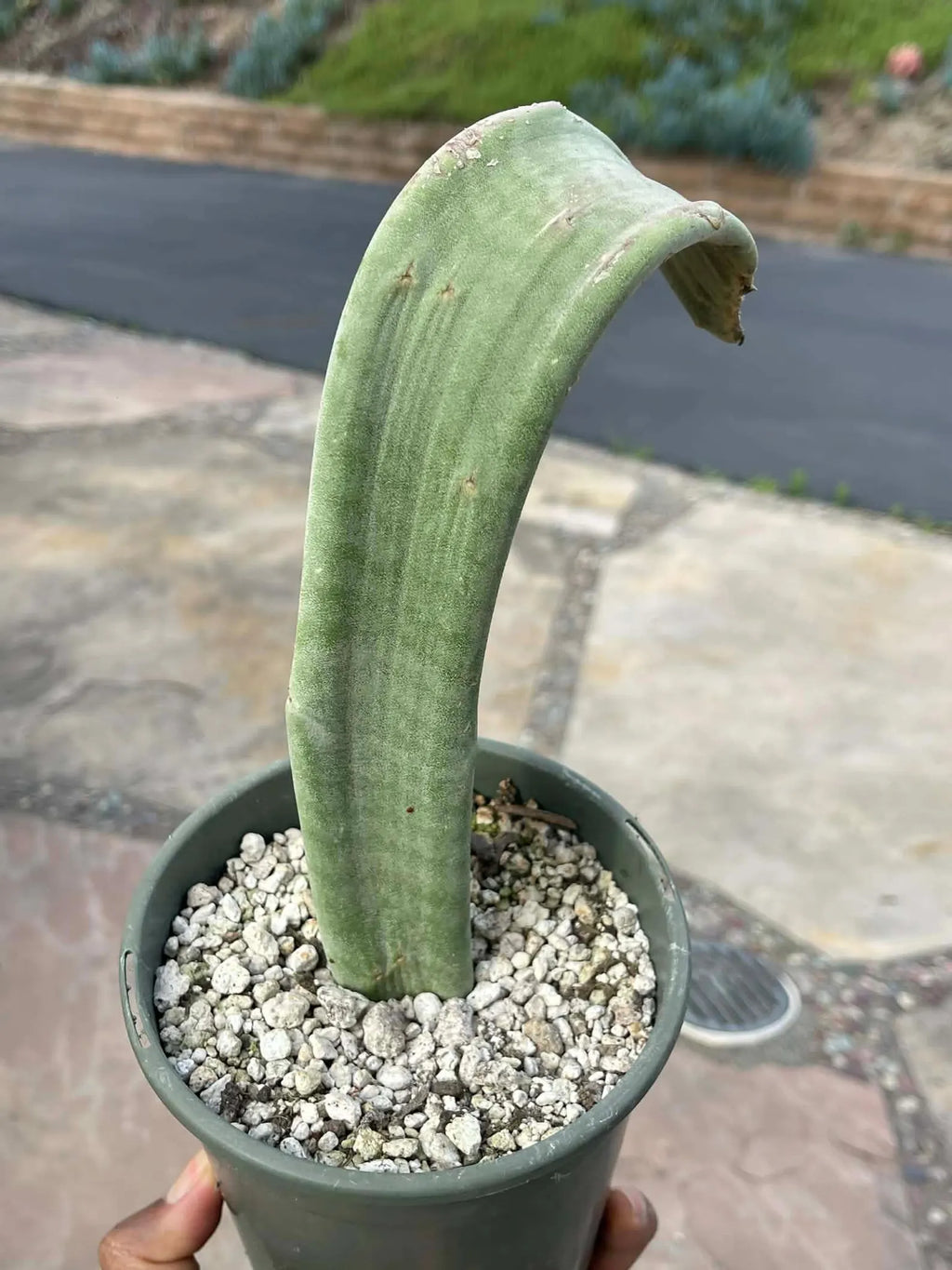 Crested Slipper Plant | Rare Crested Euphorbia | Live Succulent | 4" Plant