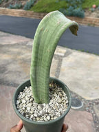 Crested Slipper Plant | Rare Crested Euphorbia | Live Succulent | 4" Plant