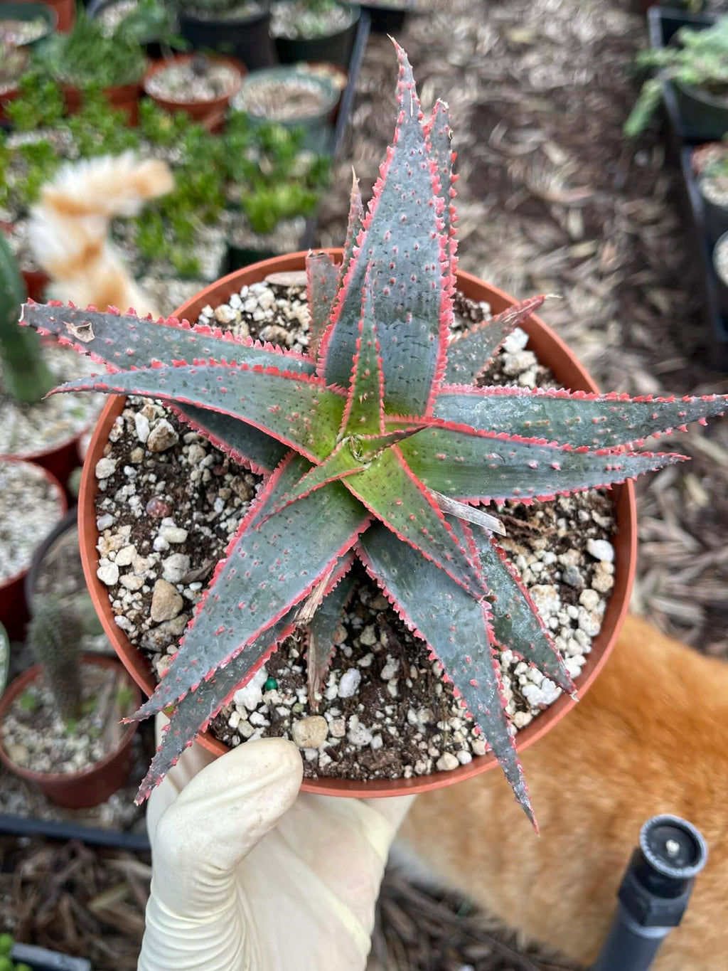6” Christmas Coral Aloe Live Plant | Rare Colorful Succulent | Exact Plant