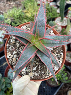 6” Christmas Coral Aloe Live Plant | Rare Colorful Succulent | Exact Plant