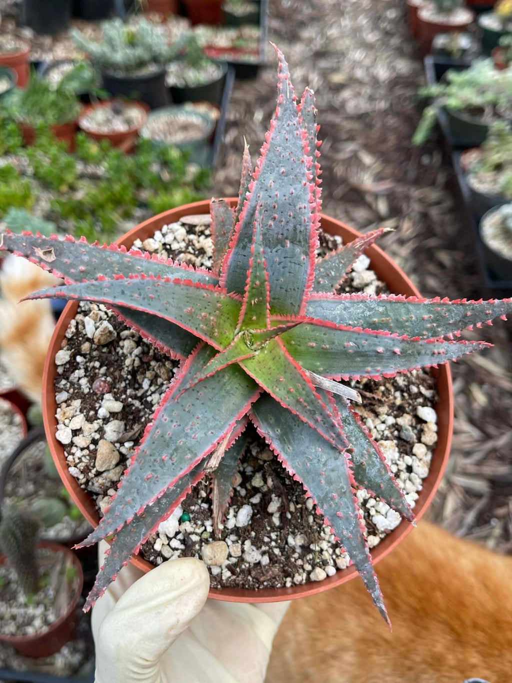 6” Christmas Coral Aloe Live Plant | Rare Colorful Succulent | Exact Plant