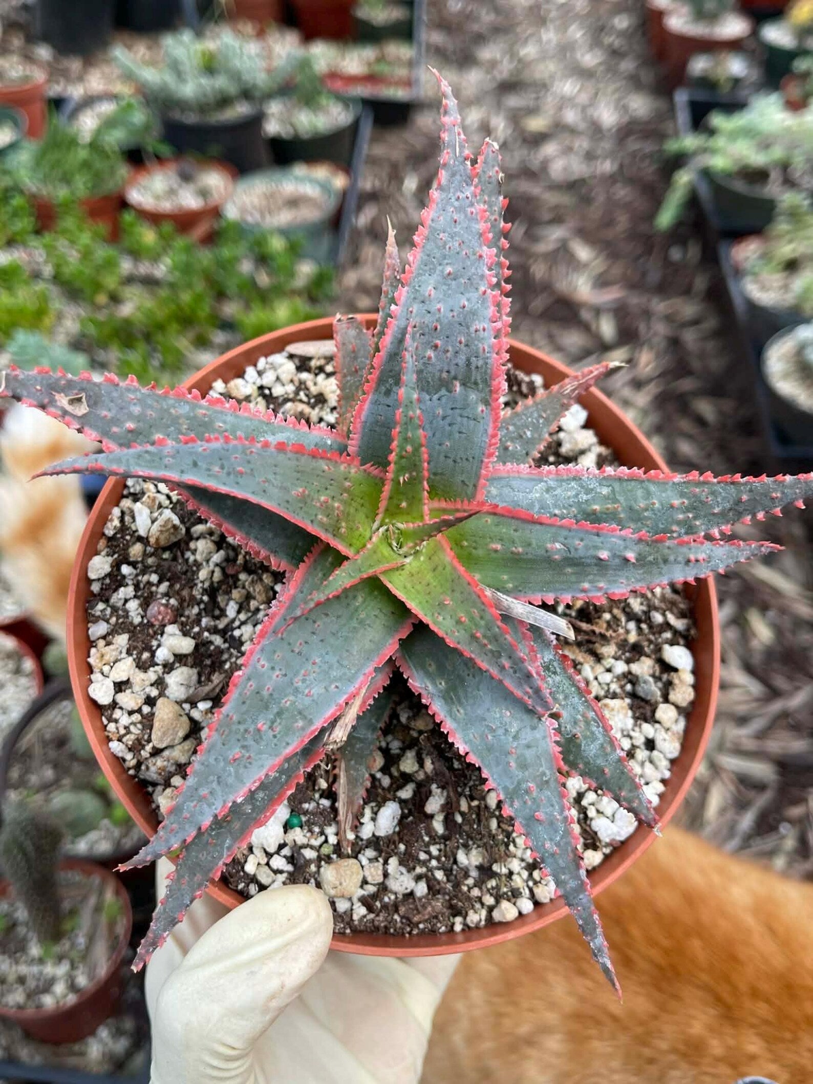 6” Christmas Coral Aloe Live Plant | Rare Colorful Succulent | Exact Plant
