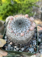 Mammillaria ritteriana Live Cactus | Rare Collector Succulent Plant
