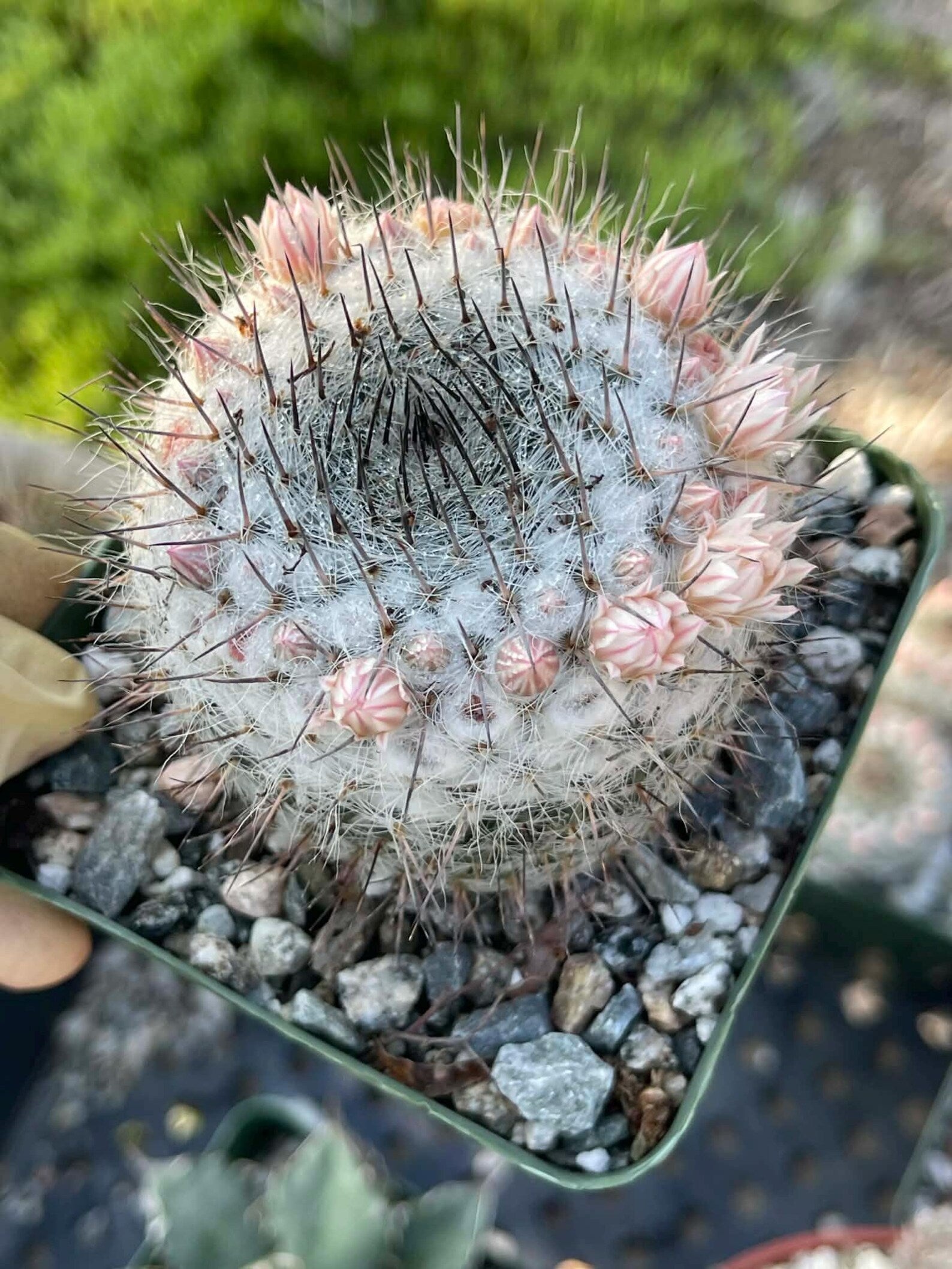 Mammillaria ritteriana Live Cactus | Rare Collector Succulent Plant