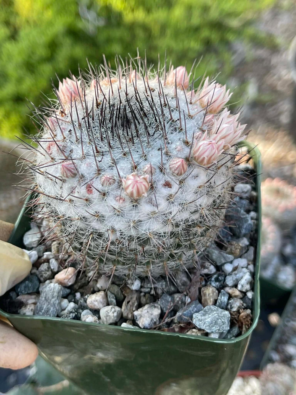 Mammillaria ritteriana Live Cactus | Rare Collector Succulent Plant