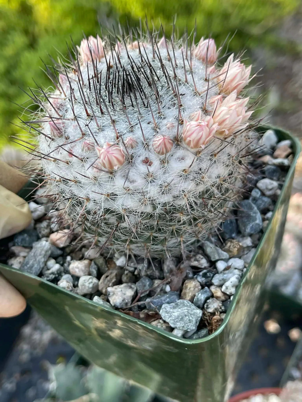 Mammillaria ritteriana Live Cactus | Rare Collector Succulent Plant