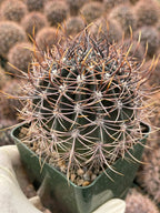 Echinopsis melanopotamica Live Spiky Cactus | 3.5" Rare Cactus Plant