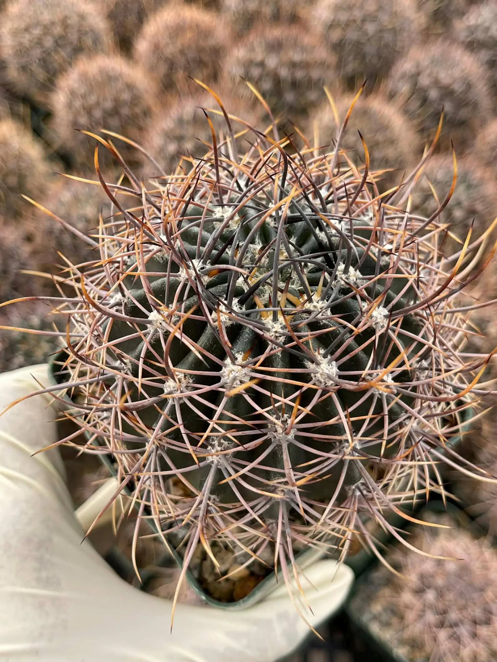 Echinopsis melanopotamica Live Spiky Cactus | 3.5" Rare Cactus Plant