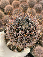 Echinopsis melanopotamica Live Spiky Cactus | 3.5" Rare Cactus Plant