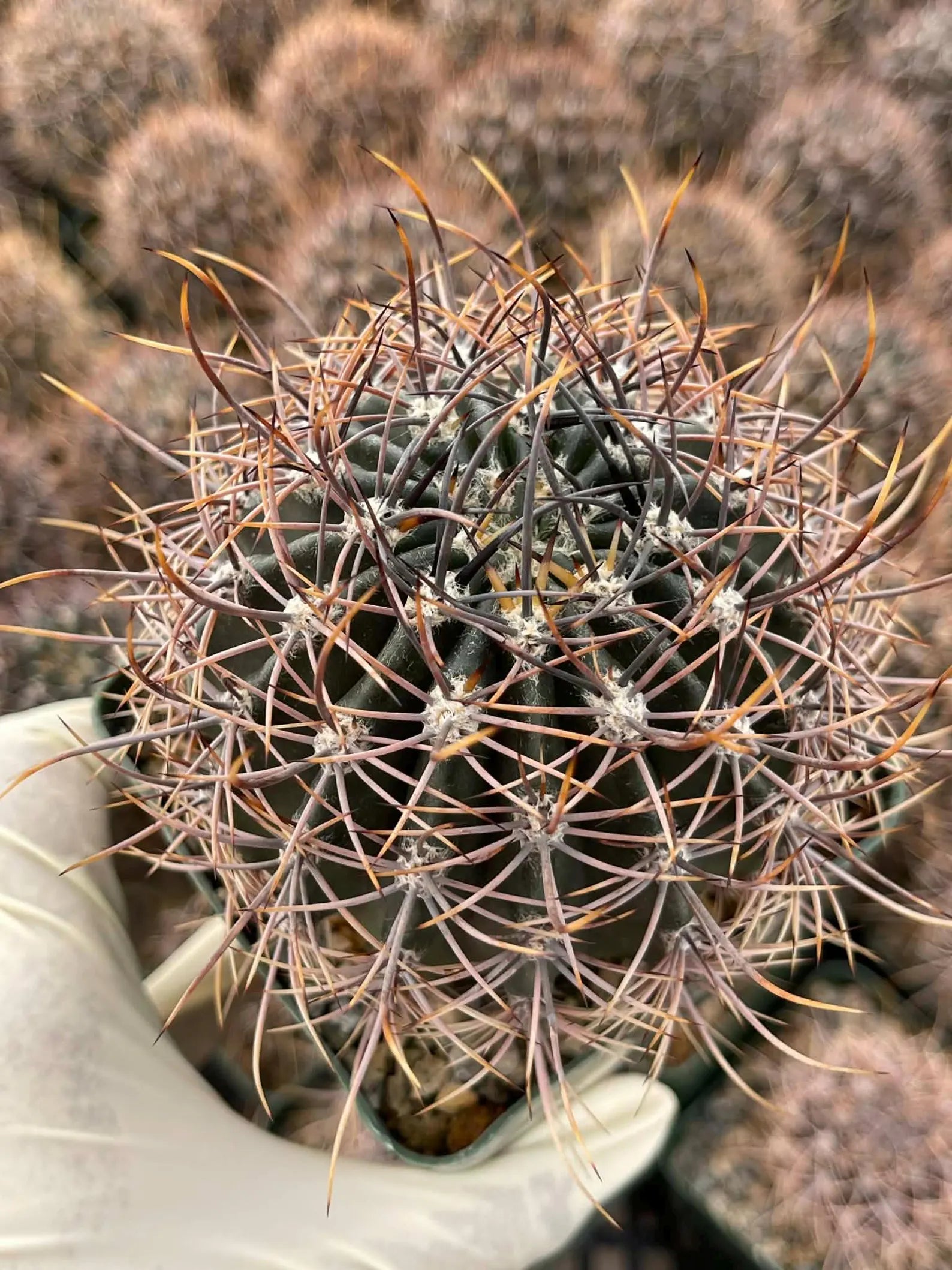 Echinopsis melanopotamica Live Spiky Cactus | 3.5" Rare Cactus Plant