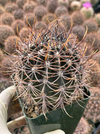 Echinopsis melanopotamica Live Spiky Cactus | 3.5" Rare Cactus Plant
