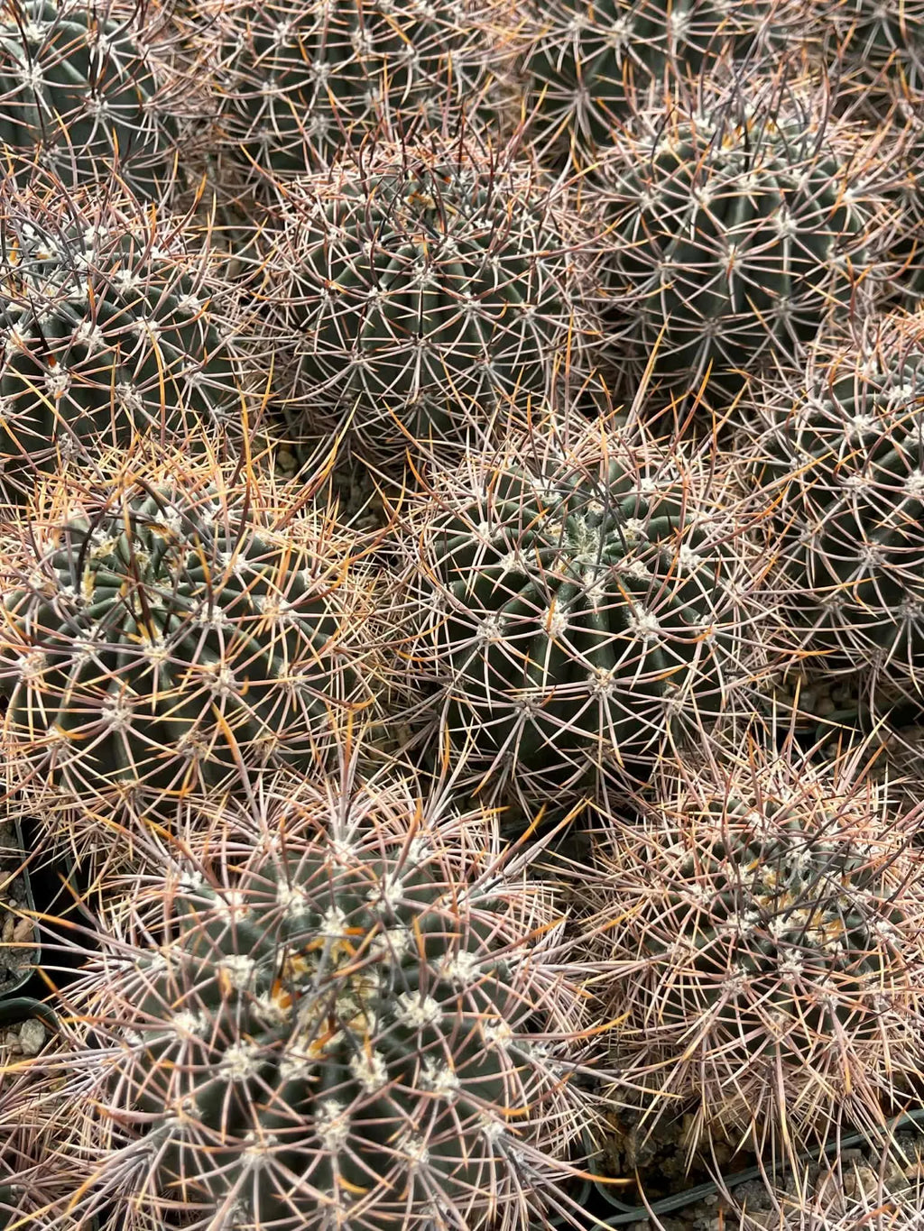 Echinopsis melanopotamica Live Spiky Cactus | 3.5" Rare Cactus Plant