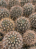 Echinopsis melanopotamica Live Spiky Cactus | 3.5" Rare Cactus Plant