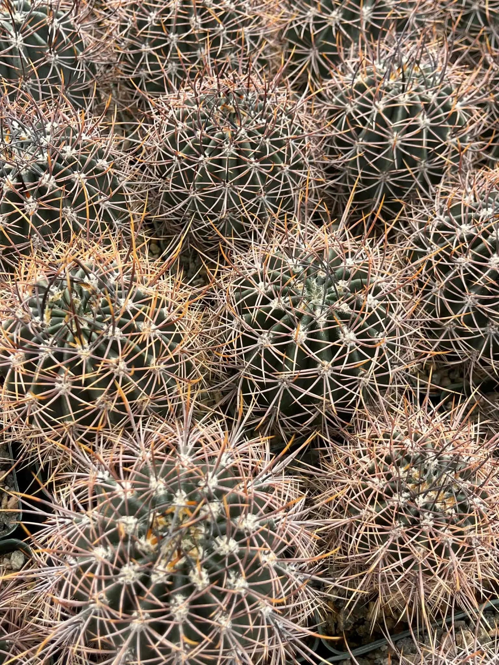 Echinopsis melanopotamica Live Spiky Cactus | 3.5" Rare Cactus Plant