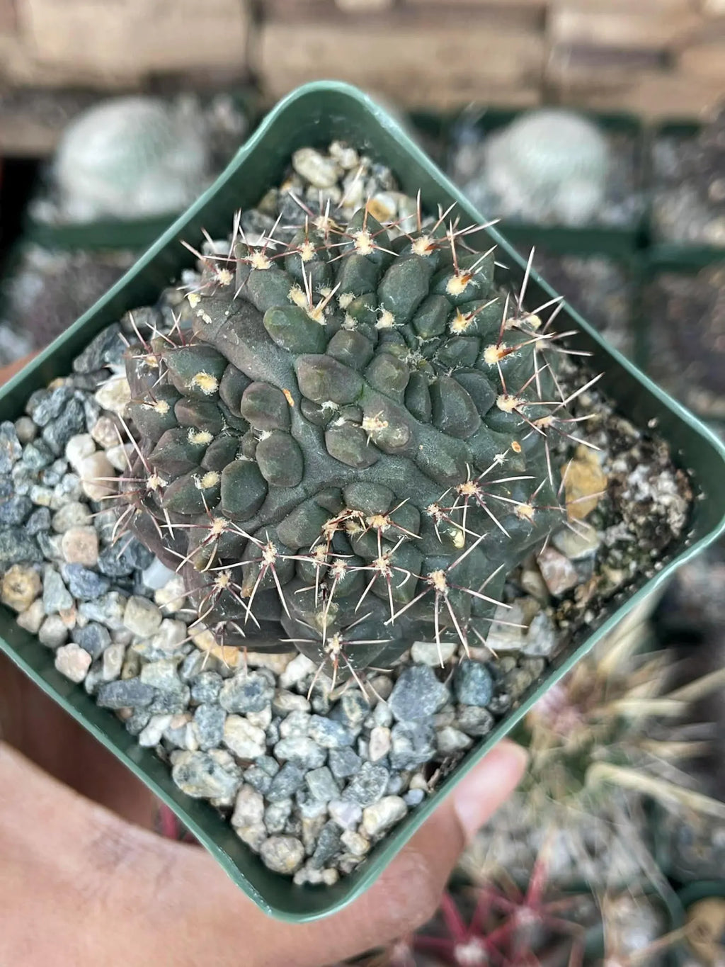 Gymnocalycium Baldianum Live Cactus | Rare Flowering Succulent Plant