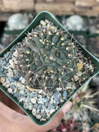 Gymnocalycium Baldianum Live Cactus | Rare Flowering Succulent Plant