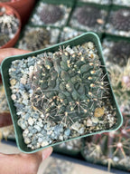 Gymnocalycium Baldianum Live Cactus | Rare Flowering Succulent Plant