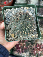 Gymnocalycium Baldianum Live Cactus | Rare Flowering Succulent Plant