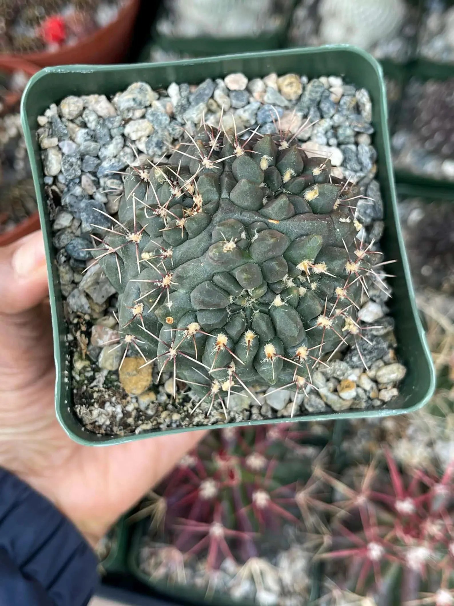 Gymnocalycium Baldianum Live Cactus | Rare Flowering Succulent Plant