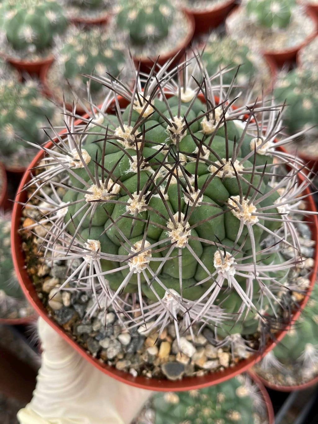 Gymnocalycium Saglionis with Pup | 6” Seed Grown Rare Cactus | Live Spine Gymno Plant