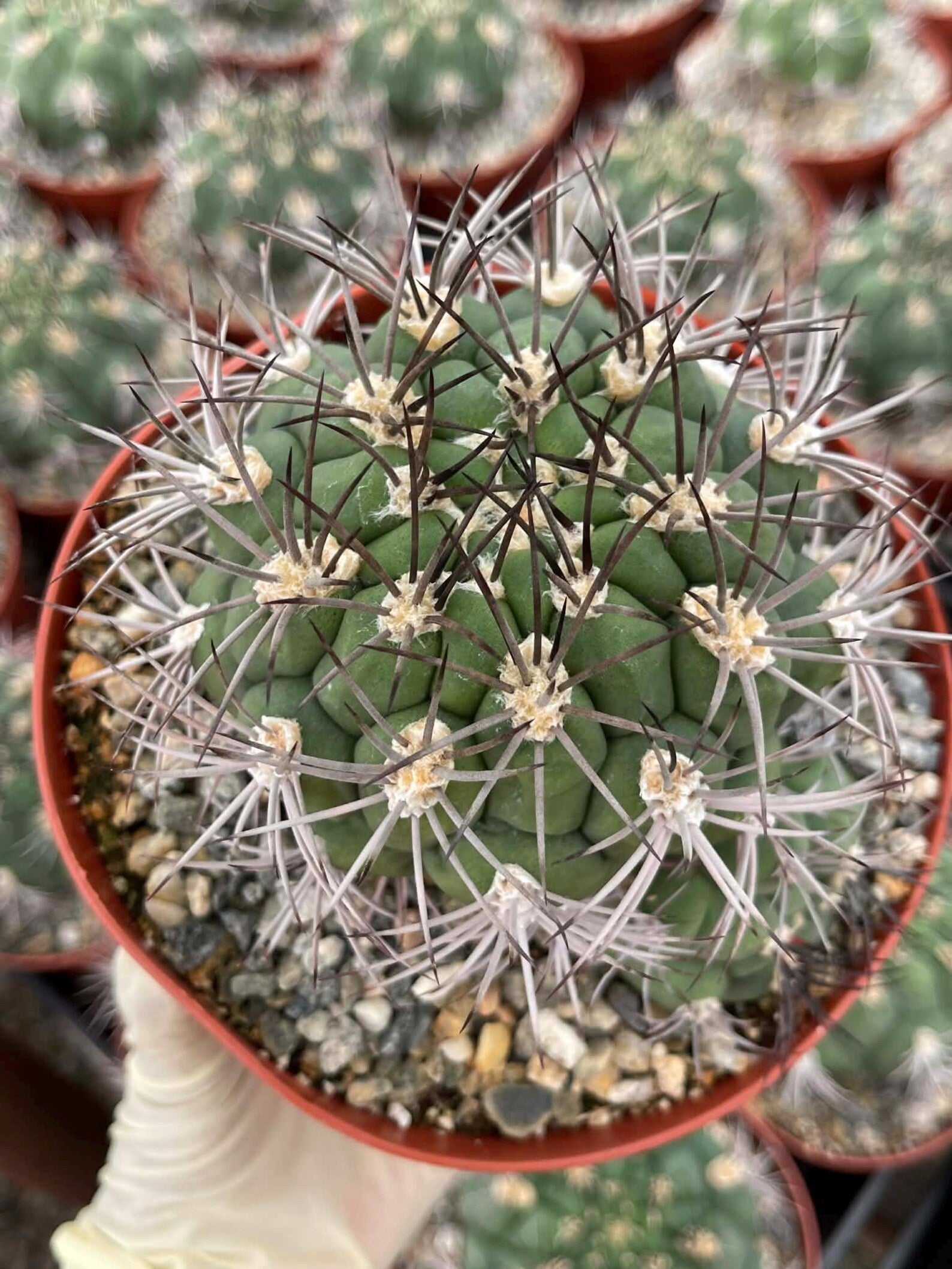 Gymnocalycium Saglionis with Pup | 6” Seed Grown Rare Cactus | Live Spine Gymno Plant
