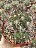 Gymnocalycium Saglionis with Pup | 6” Seed Grown Rare Cactus | Live Spine Gymno Plant
