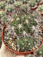 Gymnocalycium Saglionis with Pup | 6” Seed Grown Rare Cactus | Live Spine Gymno Plant