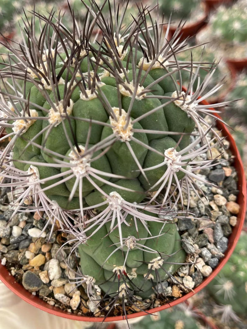 Gymnocalycium Saglionis with Pup | 6” Seed Grown Rare Cactus | Live Spine Gymno Plant