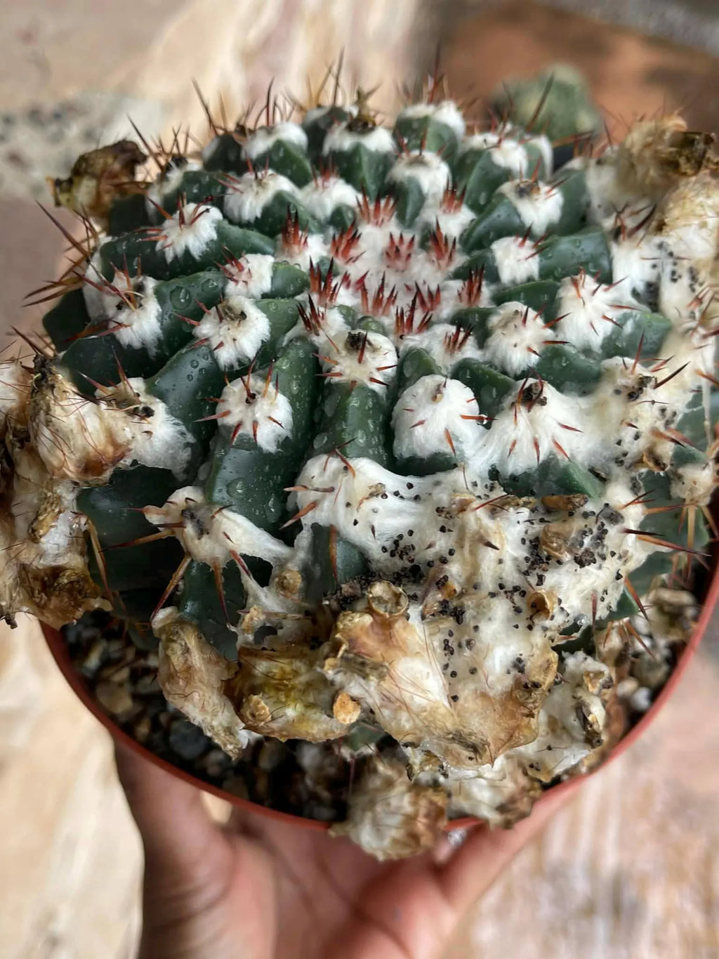 Wigginsia Erinacea Live Cactus | Rare Collector Cactus | Seed Grown Succulent Plant