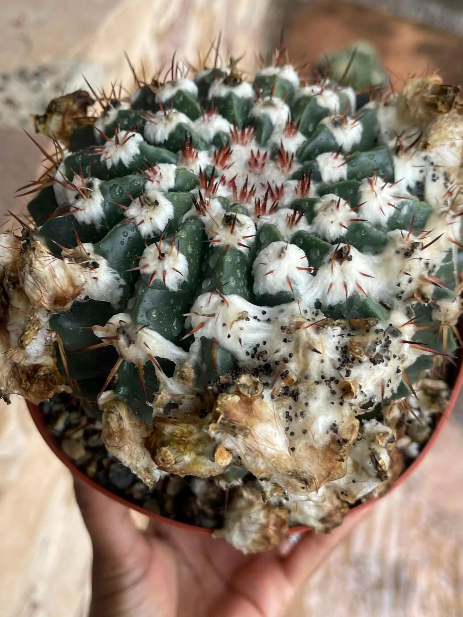 Wigginsia Erinacea Live Cactus | Rare Collector Cactus | Seed Grown Succulent Plant
