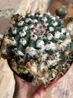 Wigginsia Erinacea Live Cactus | Rare Collector Cactus | Seed Grown Succulent Plant