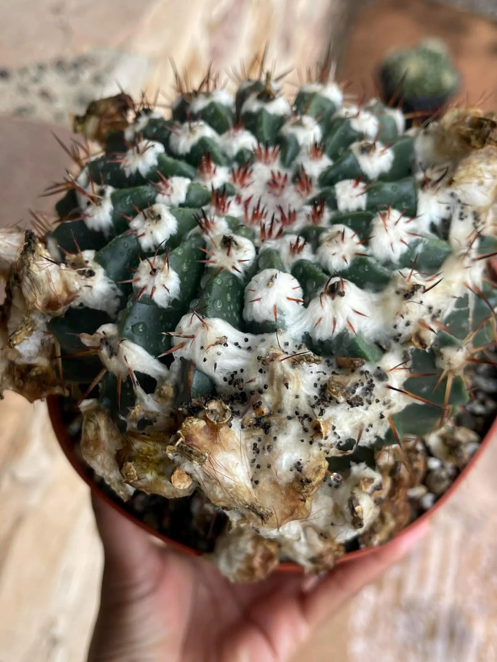 Wigginsia Erinacea Live Cactus | Rare Collector Cactus | Seed Grown Succulent Plant